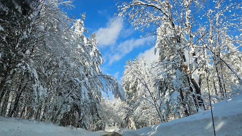 Mad River State Forest - Image 1