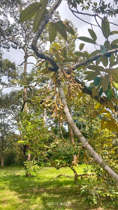 Kebun durian tuk Jamal - Image 1
