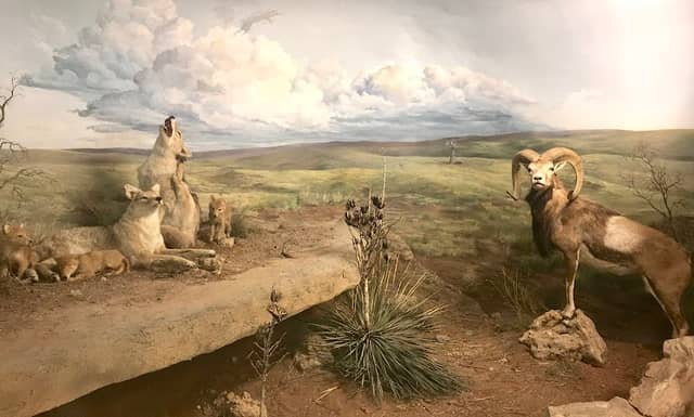 Lake Meredith Aquatic and Wildlife Museum - Image 2