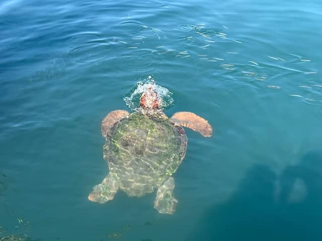 I Love Kefalonia - Image 2