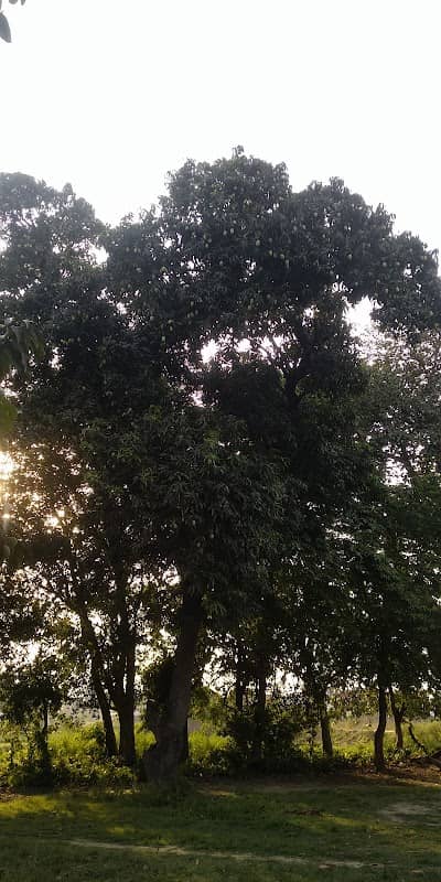 Mangli tola - Image 1