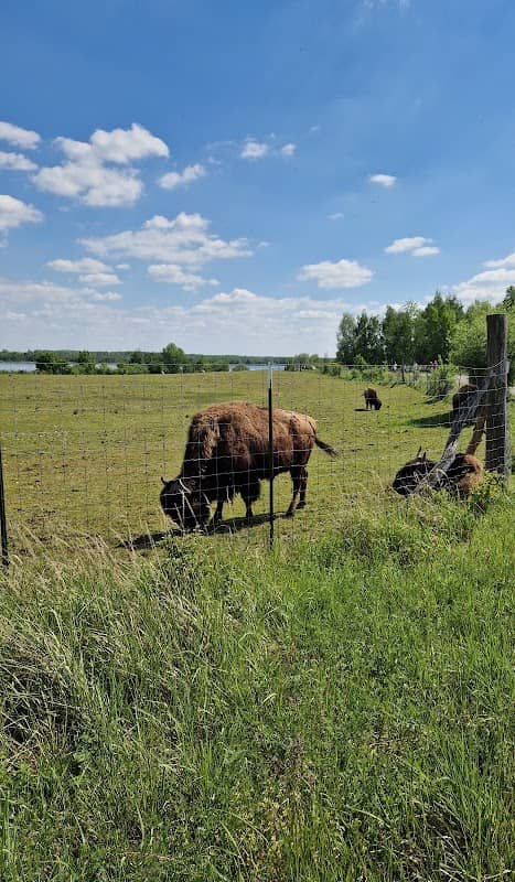 Bisongehege - Image 2