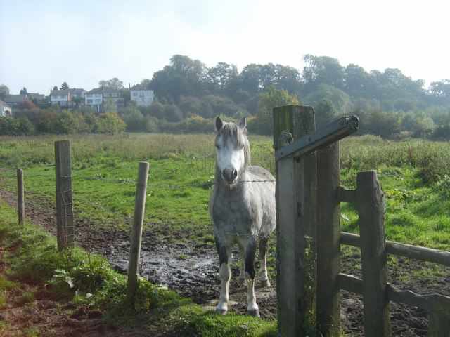 Cotwall End Local Nature Reserve - Image 1