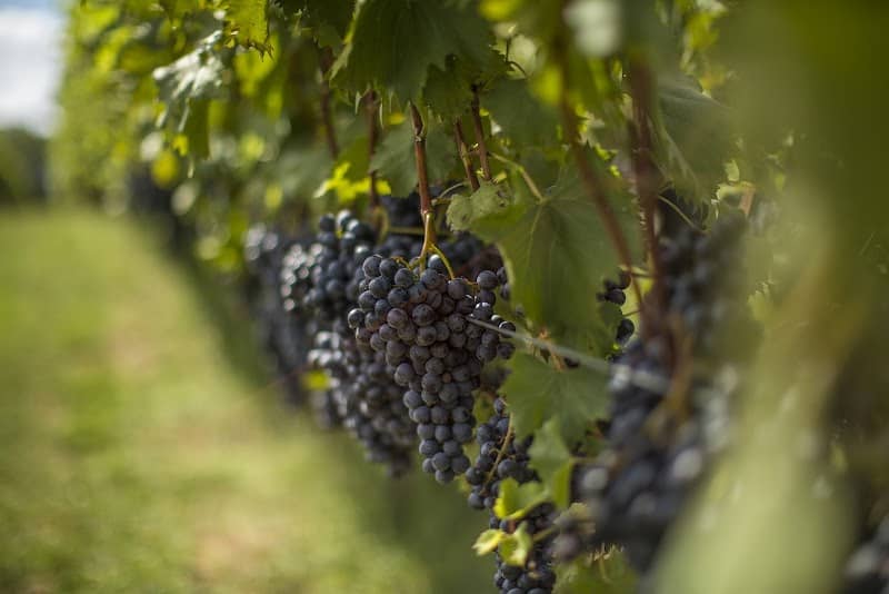 Shadow Springs Vineyard - Image 1
