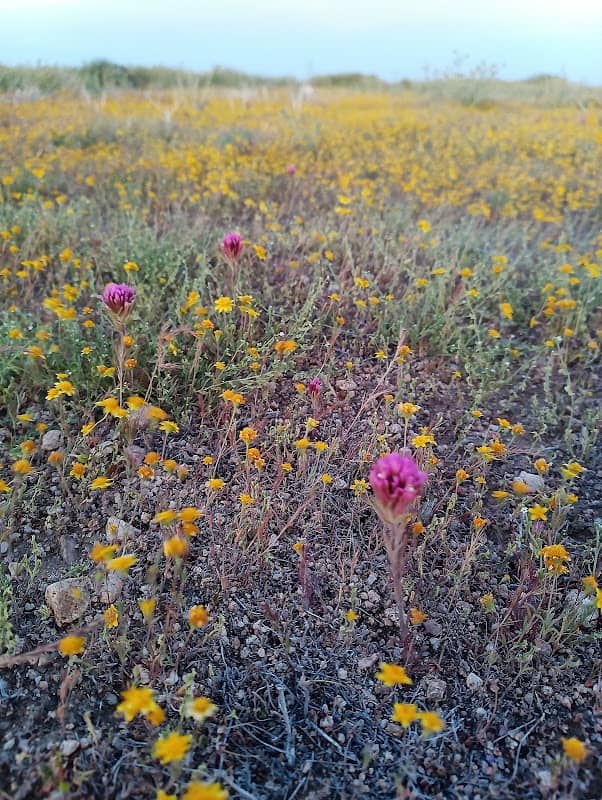 Western Antelope Valley - Image 4