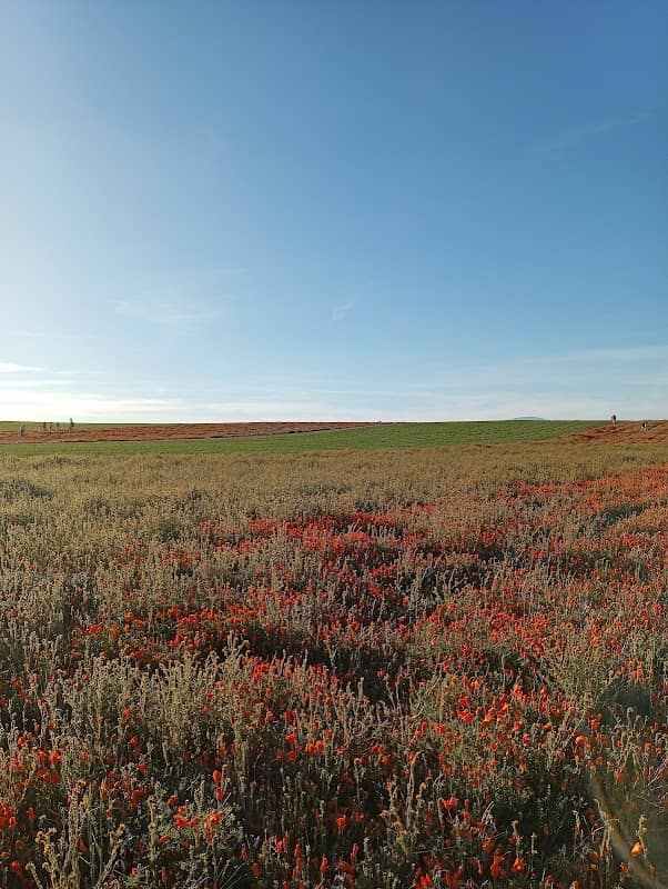 Western Antelope Valley - Image 5