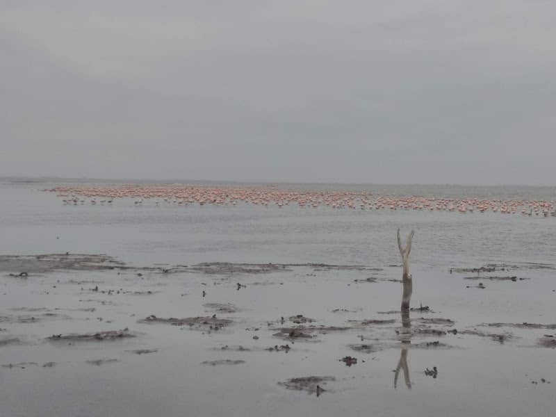 Avistaje de flamencos - Image 1