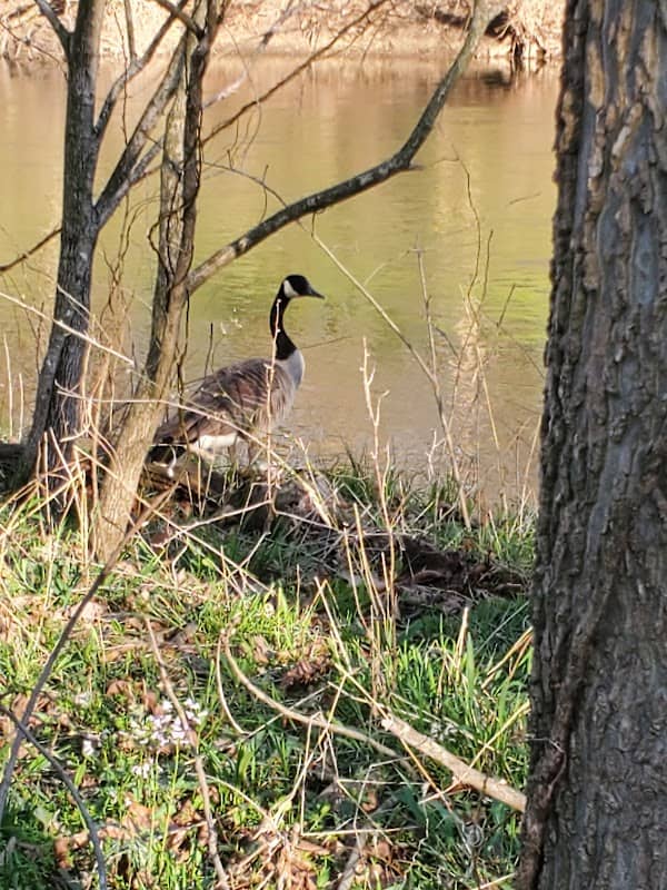 Gans Park - Image 2