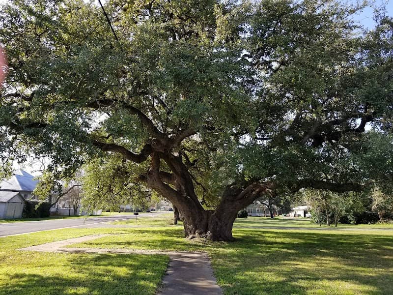 The Kyle Auction Oak - Image 1
