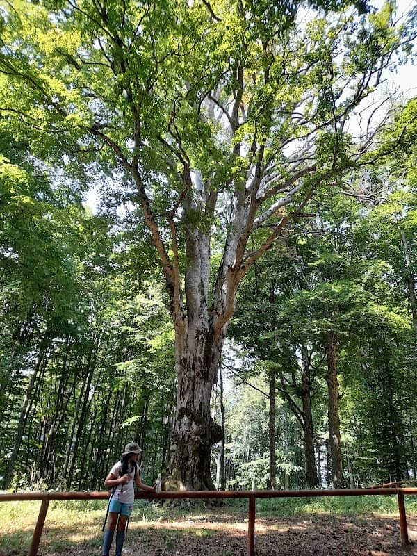 Faggio della Regina Albero Monumentale d'Italia - Image 1