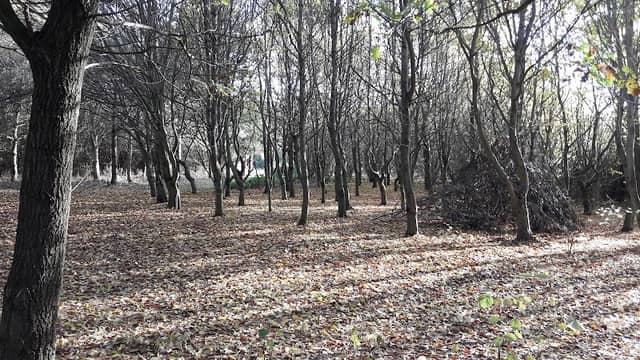 Gresley Woods- Forestry England - Image 3