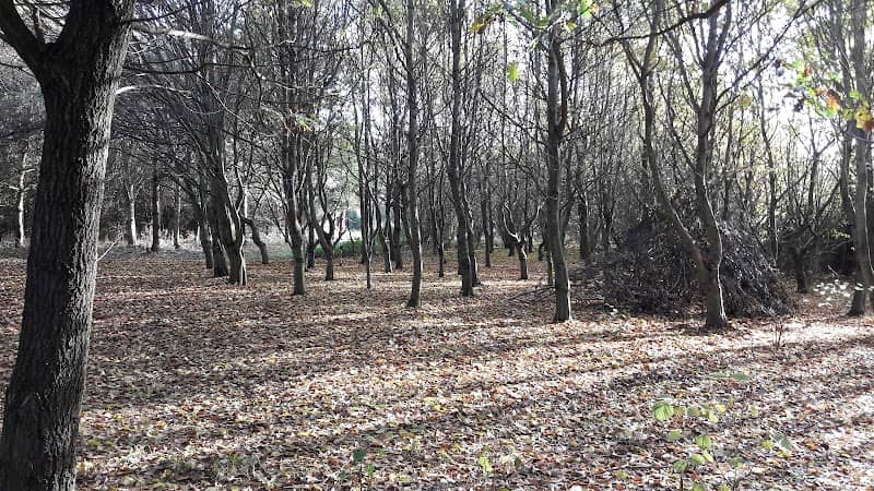Gresley Woods- Forestry England - Image 2