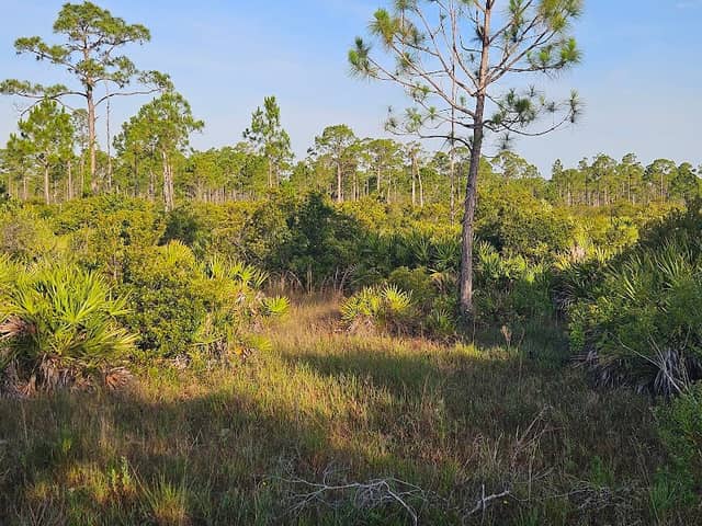 Pop Ash Creek Preserve - Image 2