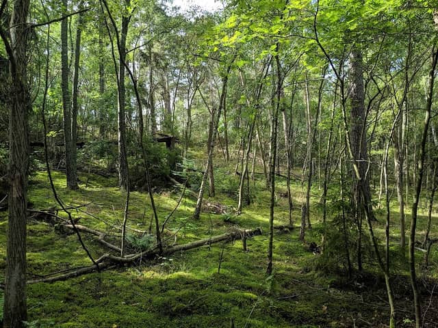 Huvududdens naturreservat - Image 2