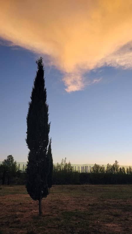 Area cani - Image 1