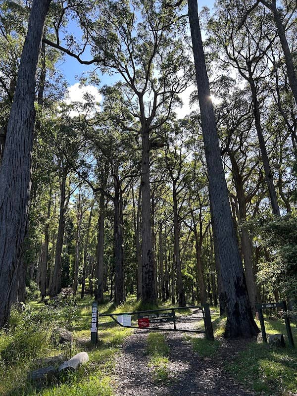 Mount Dandenong Arboretum - Image 1
