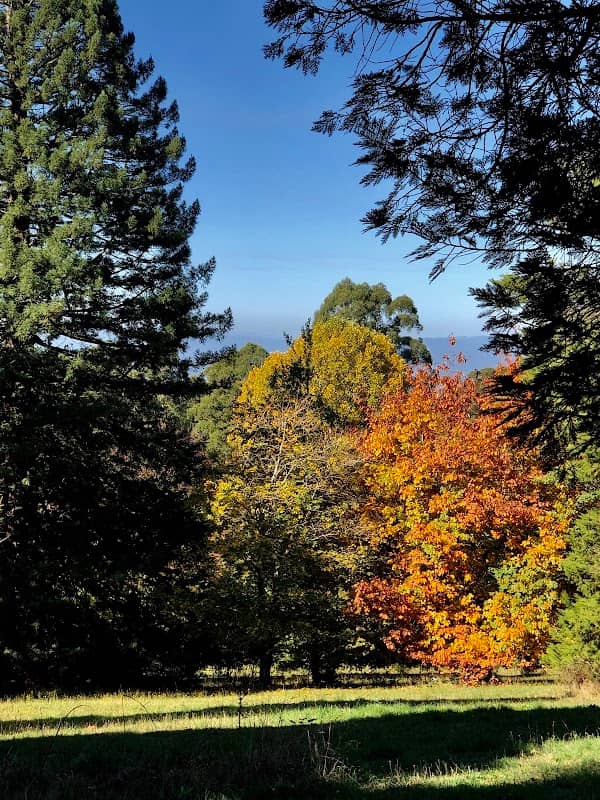 Mount Dandenong Arboretum - Image 3