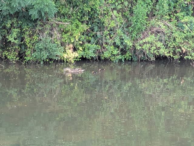 Wildlife pond - Image 1