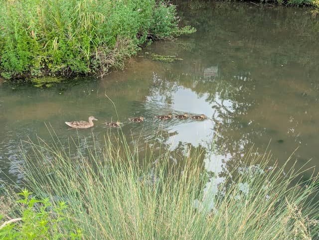 Wildlife pond - Image 2