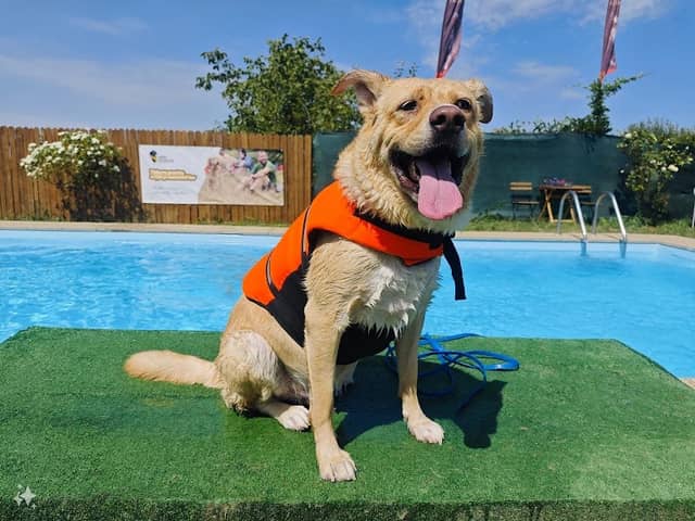 Dog Scouts Aqua Park - Piscina pentru catei si oamenii lor - Image 1