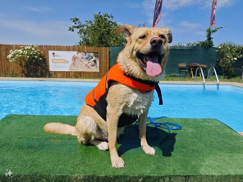 Dog Scouts Aqua Park - Piscina pentru catei si oamenii lor - Image 1