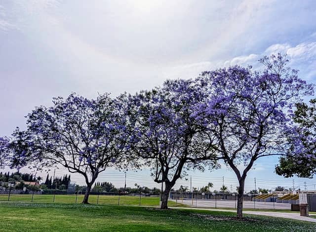 Lillie King Park - Image 2