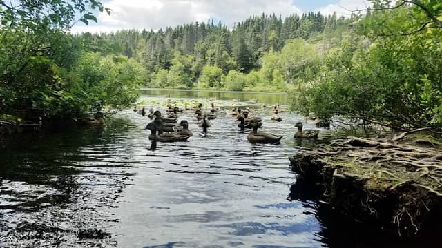 Lac des canards - Image 2