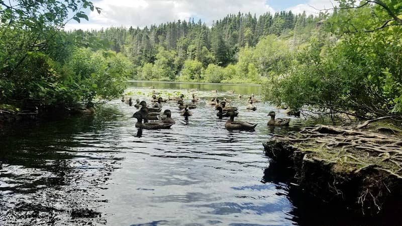 Lac des canards - Image 2