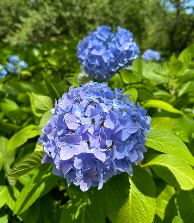 Sōgo-Reido Ajisai-en (Hydrangea Park) - Image 1