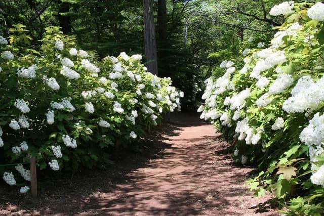 Sōgo-Reido Ajisai-en (Hydrangea Park) - Image 2