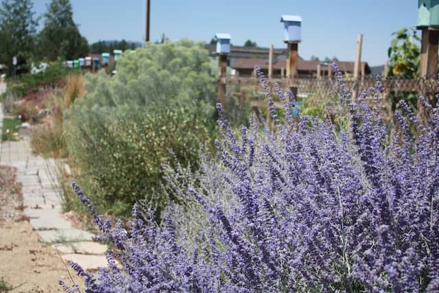 Big Bear Xeriscape Demonstration Garden and Big Bear Community Garden Project - Image 1