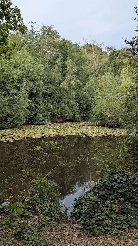 Coldeast Ducks Pond - Image 2