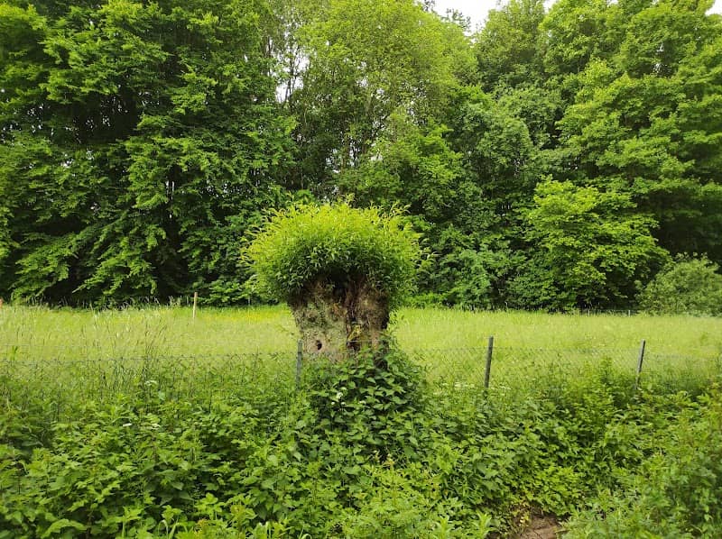 Grünzug an der Gesamtschule - Image 2