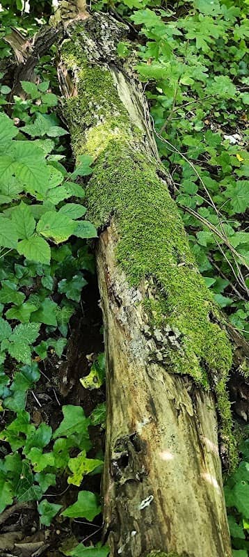 Natur&Wildnis Verein Schweiz - Image 1