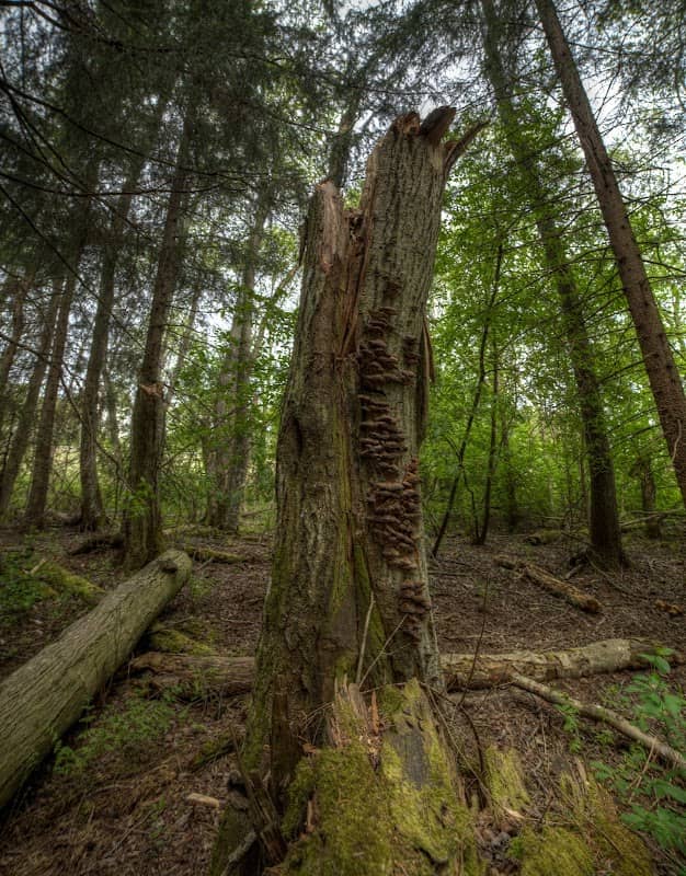 Syväjärvi Nature Preserve - Image 1