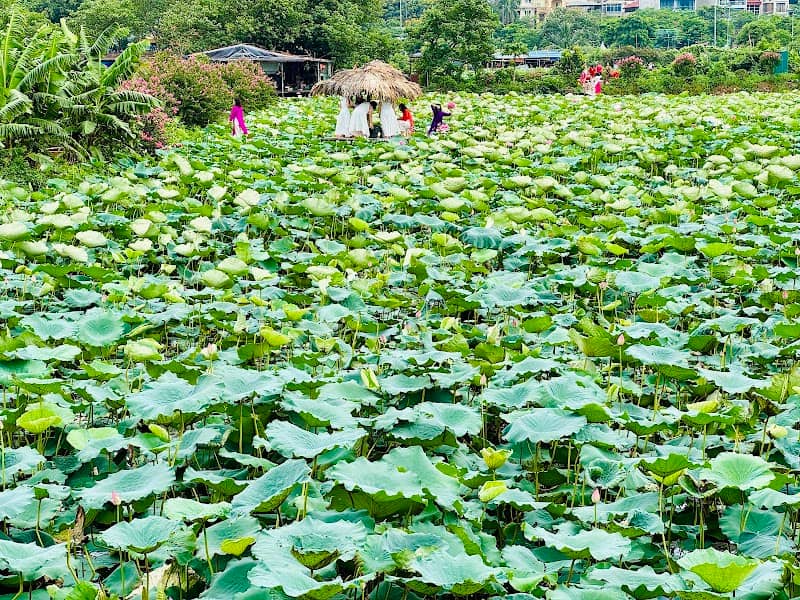 Đầm sen Hà Tuyến - Image 1