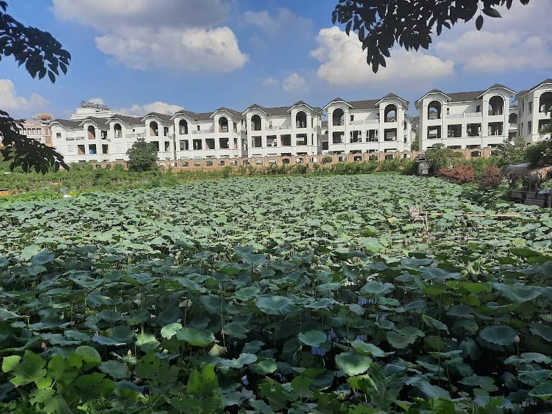 Đầm sen Hà Tuyến - Image 2