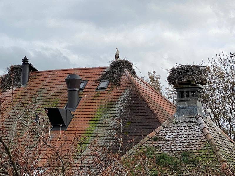 Storchenkolonie Uznach - Image 1