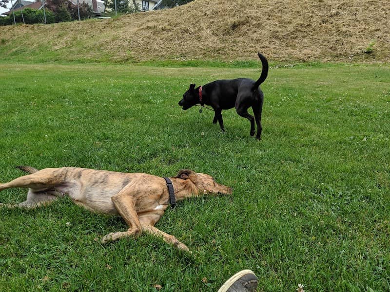 Doyle Park - Image 2