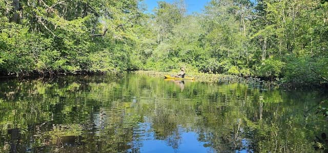 Pocomoke State Forest - Image 1