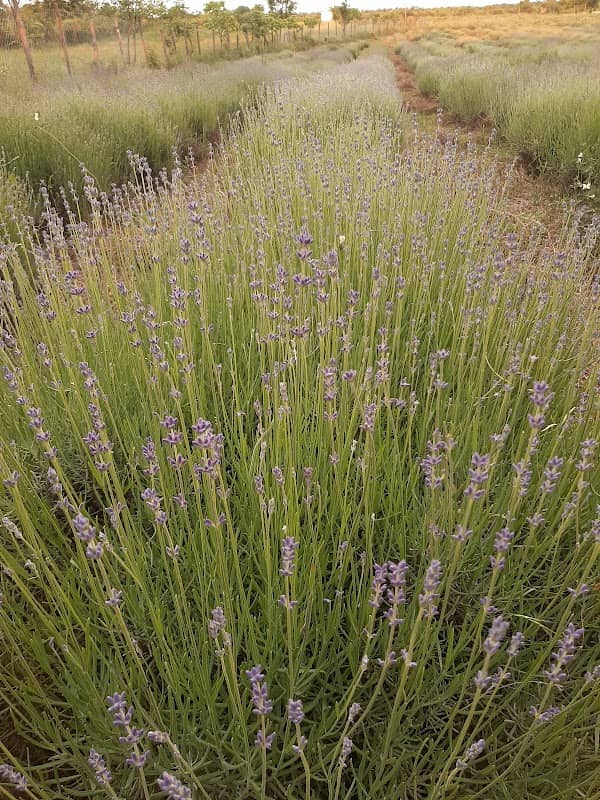 Lavanda Aura - Image 1
