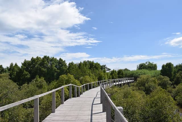 Bakawan Eco-Tourism Park - Image 1
