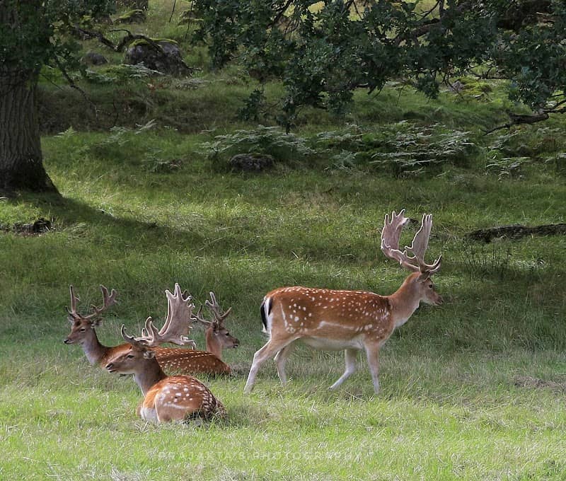 Gripsholm Deer Field Nature preserve - Image 1