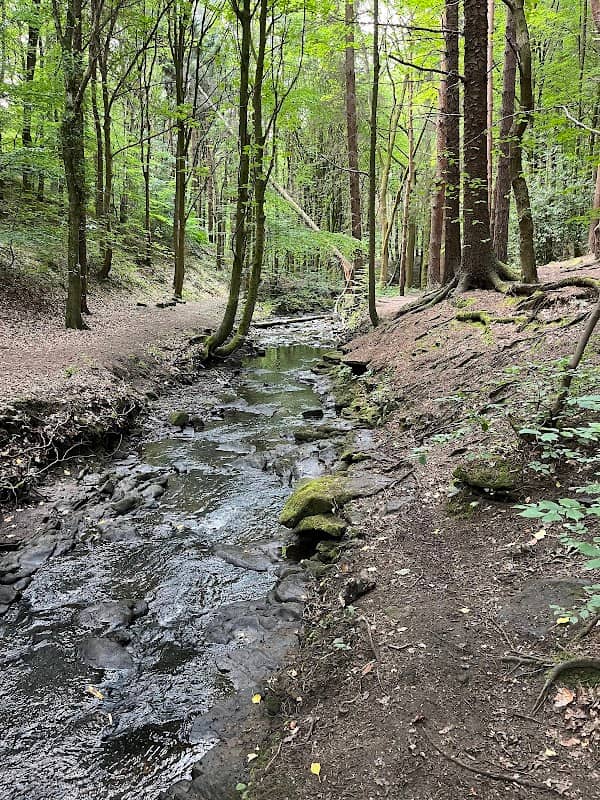Esholt Woods - Image 2