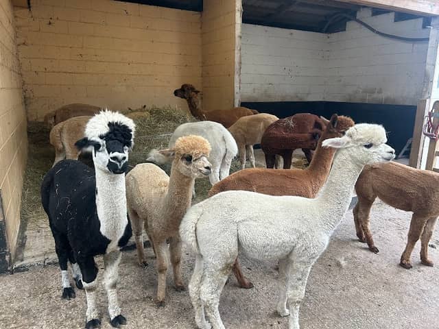 Poppywood Alpacas - Image 1