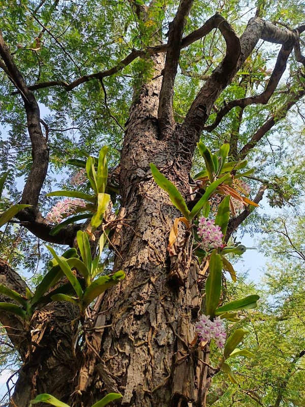 Changkra Wild Orchid Park - Image 2