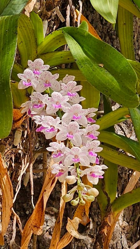 Changkra Wild Orchid Park - Image 1