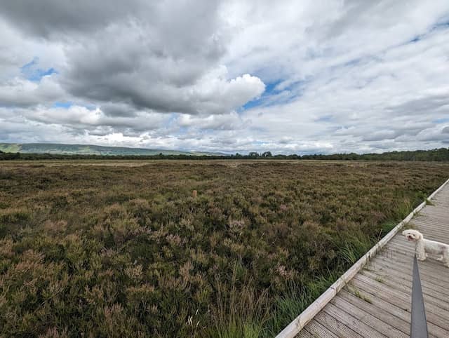 Lenzie Moss - Image 2