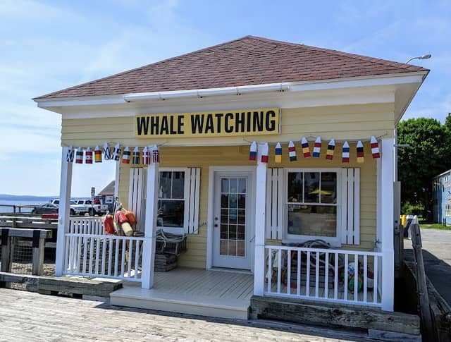 Whale watching - Image 2