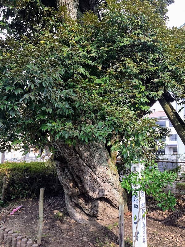 Megumi Park - Image 1